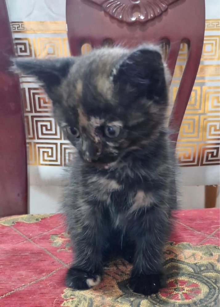котенок бесплатно