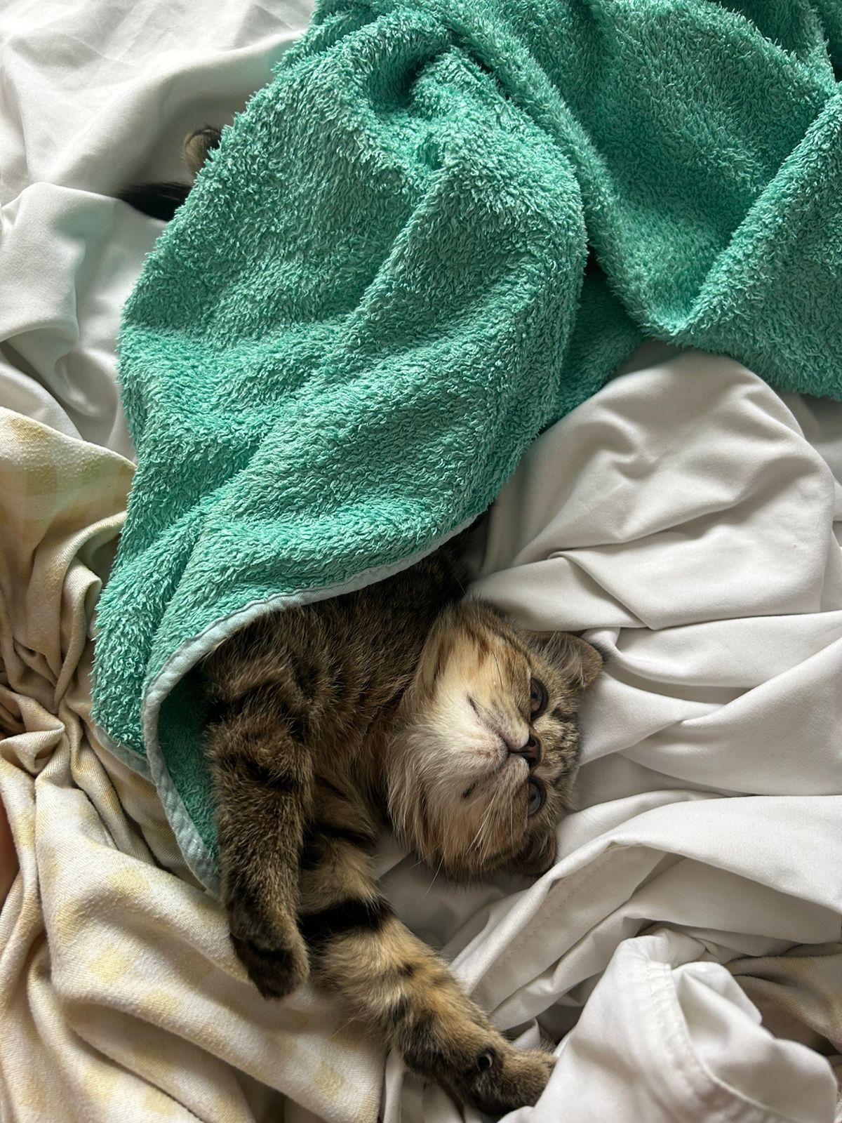 Продам котенка шотландец