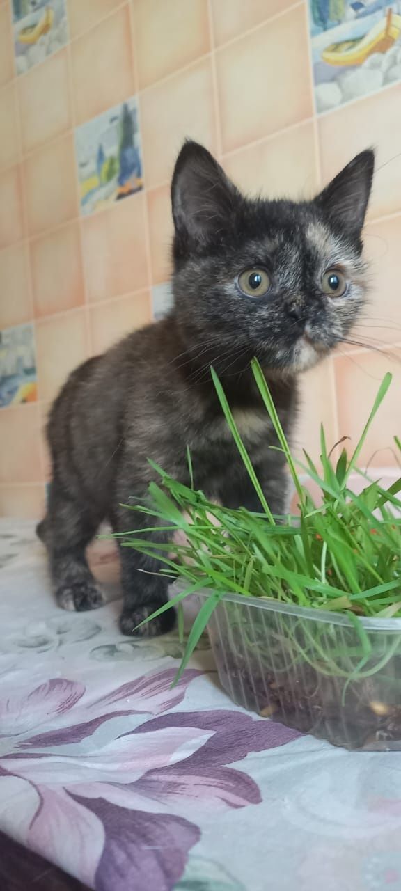 Кошечка ищет дом..