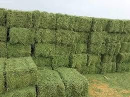 Продам сено клевер люцерна
