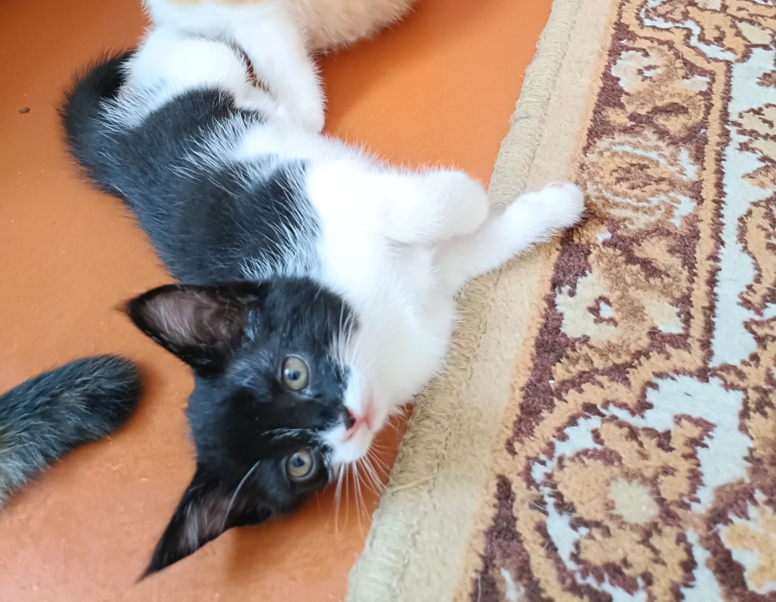 Котята пародистые, милые и шустрые