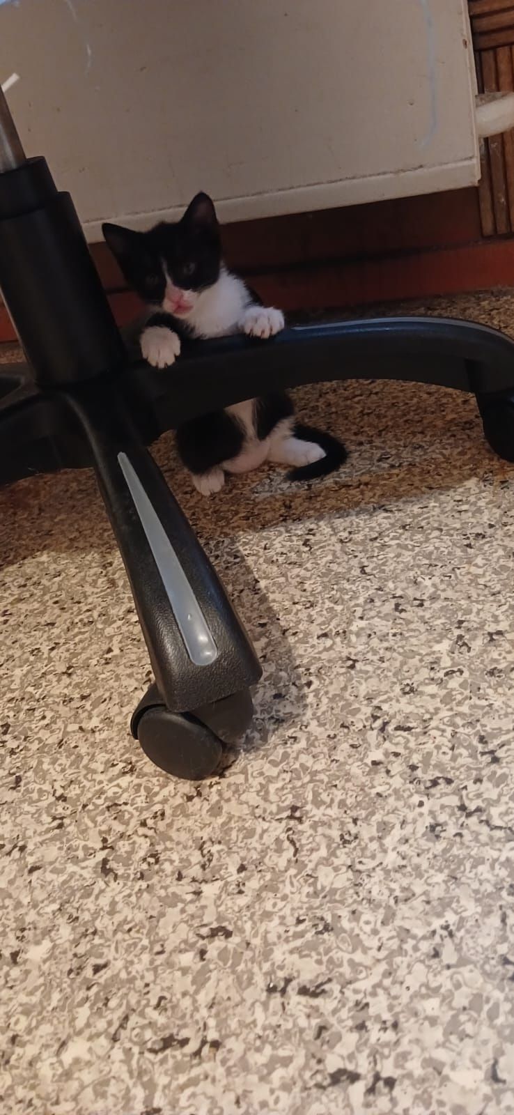 Котят в добрые руки отдадим