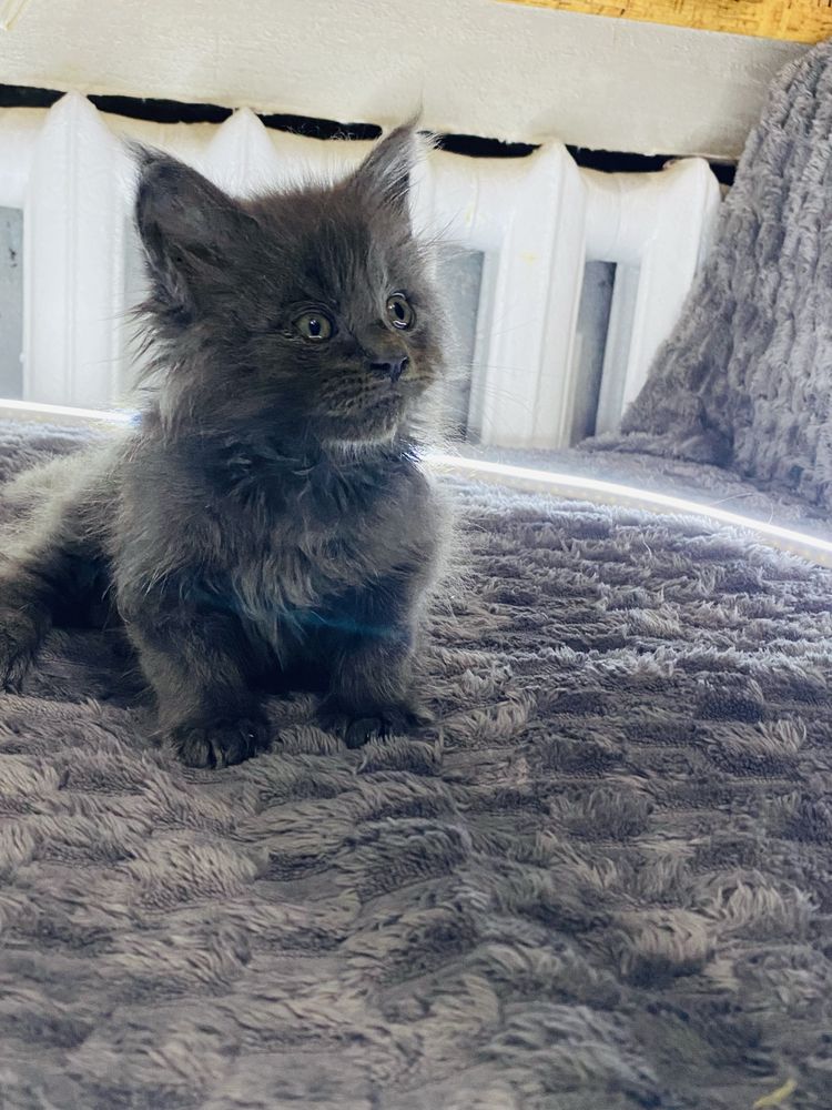 Котята мейкун полидакт
