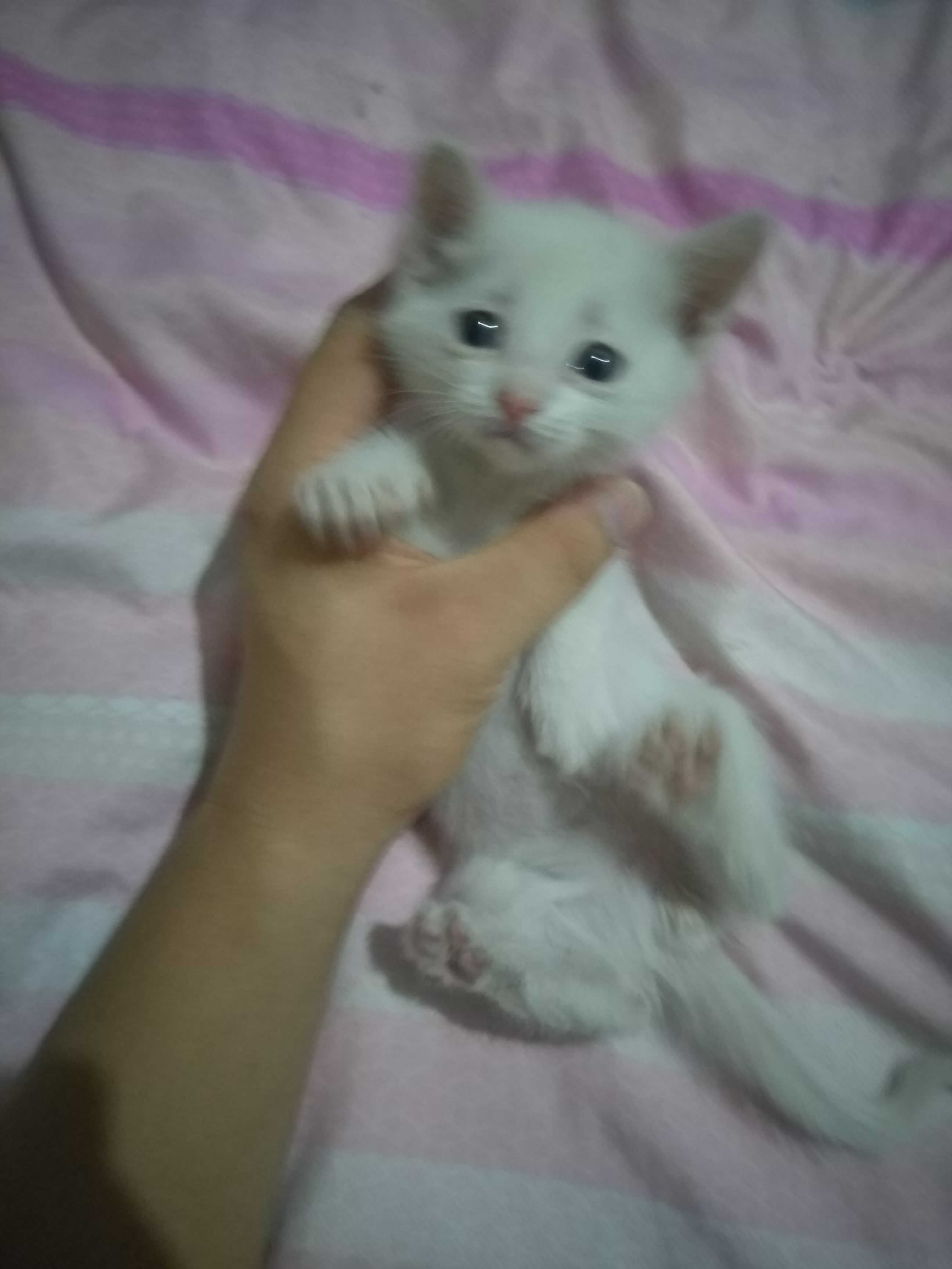 котенок в хорошие руки!