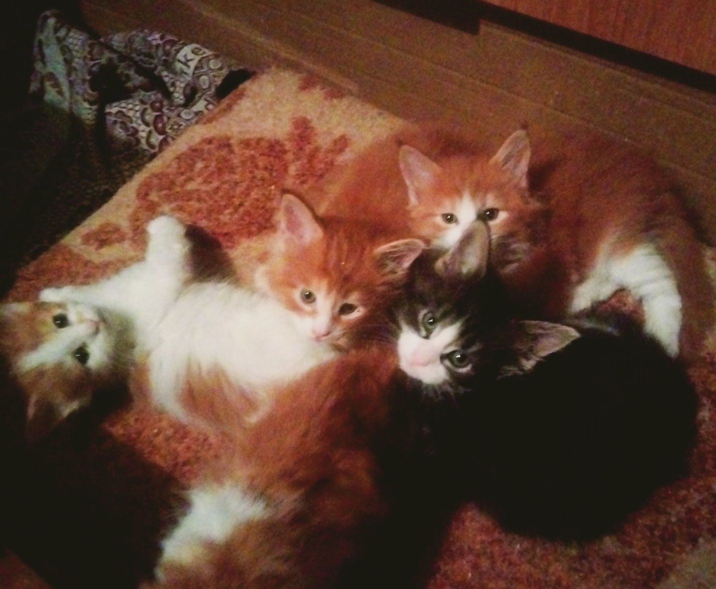 Котята Мейн-кун!