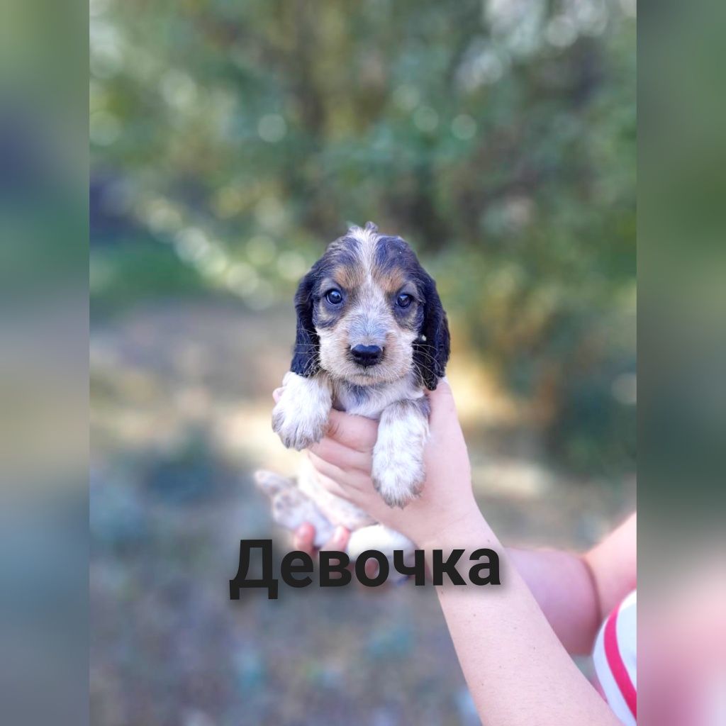 Продам щенков русского спаниеля