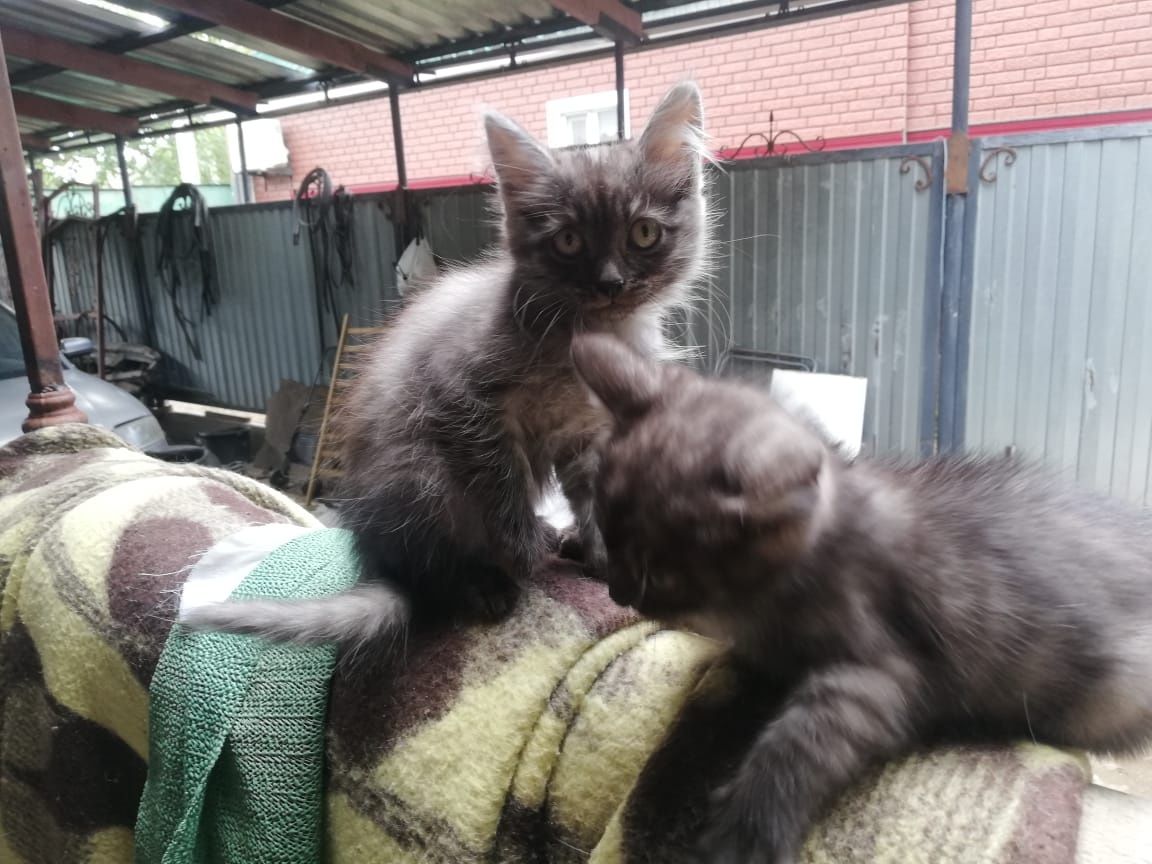 Отдать котят в добрые руки. Возраст 1.5 месяца. Беспородные...