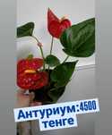 Антуриум:4500 тенге