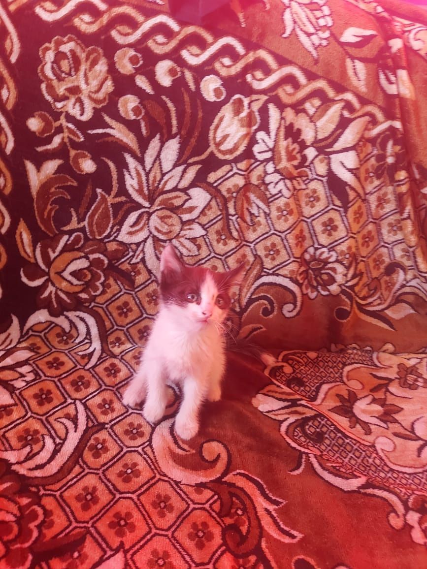 Отдам даром трех шустрых котят