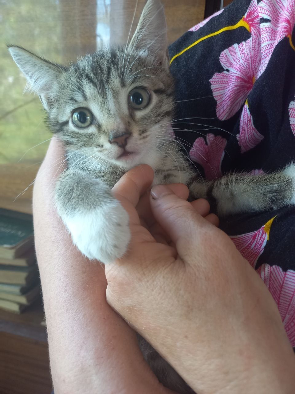 СРОЧНО Котята в добрые руки