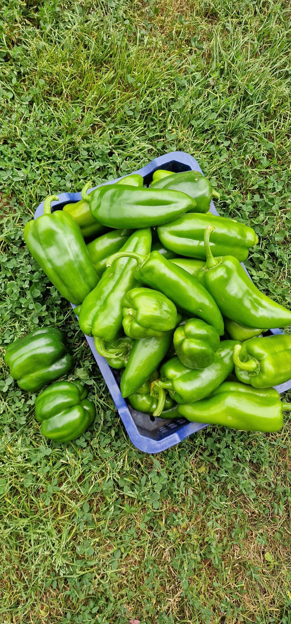 Продам болгарский перец