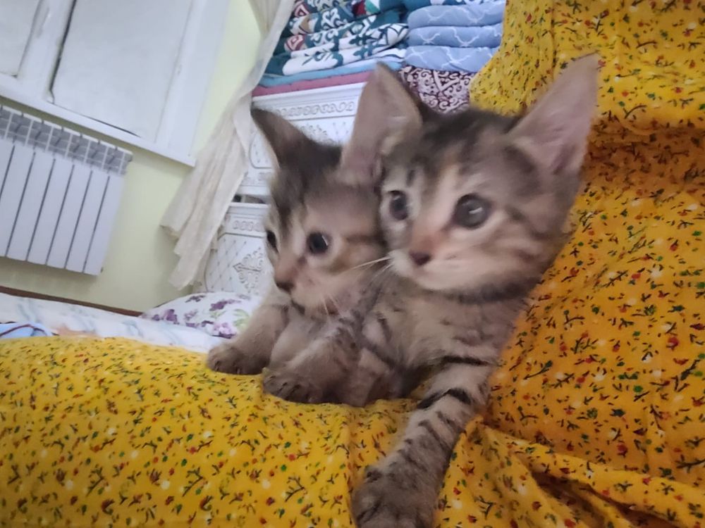 Котенок ишет дом
