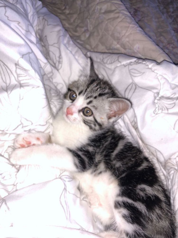 кошка 4месяц өте ақылды