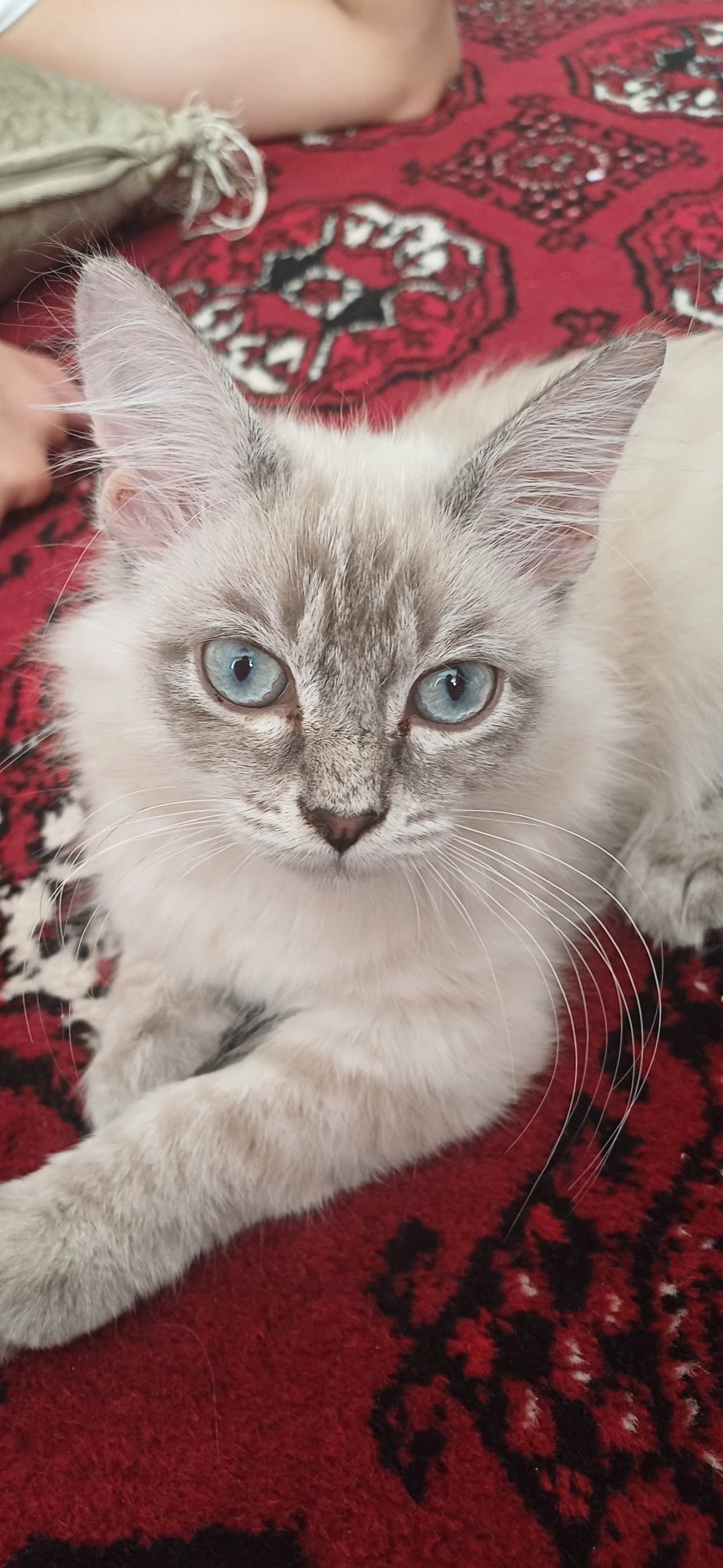 Котенок Регдолл 2.5 месяцев