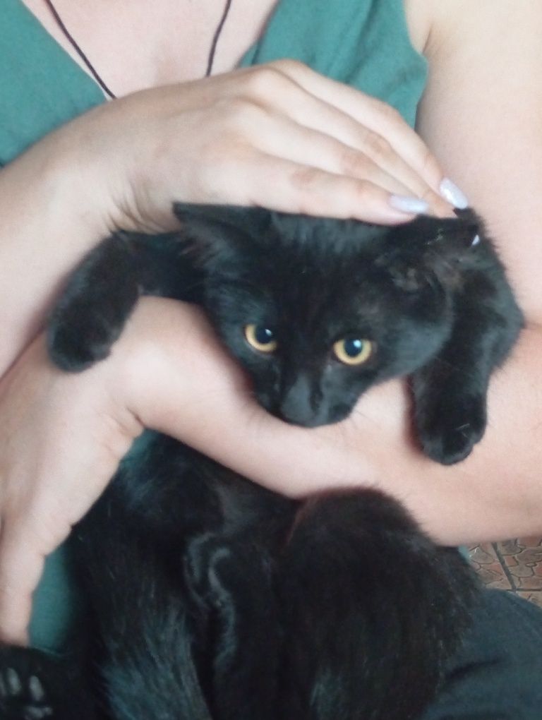 Отдам в хорошие руки кошечку
