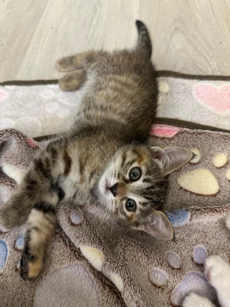 Котята бесплатно