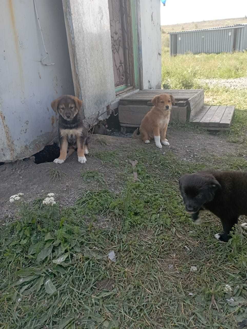 Щенки дворняшки мальчики и девочки