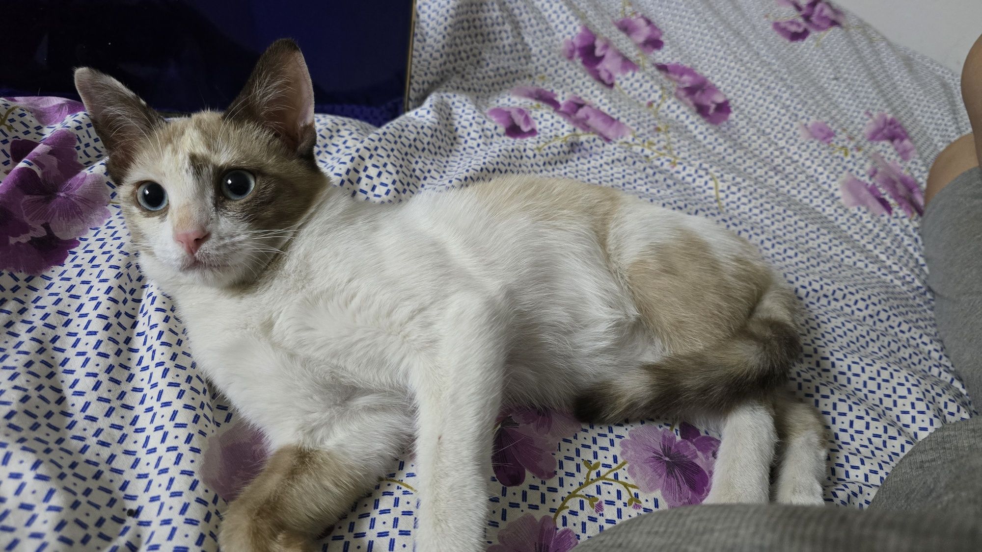Кошка, девочка 5-6 месяцев