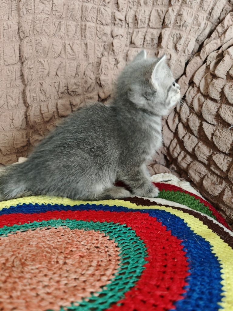 Отдам котят бесплатно