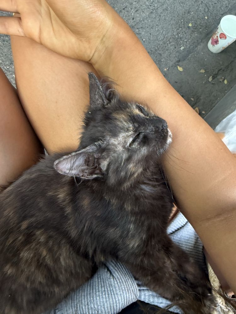 Маленький котенок ищет дом