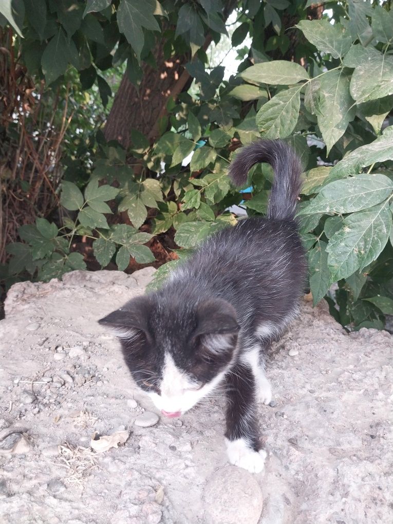 Отдам котека в добрые руки