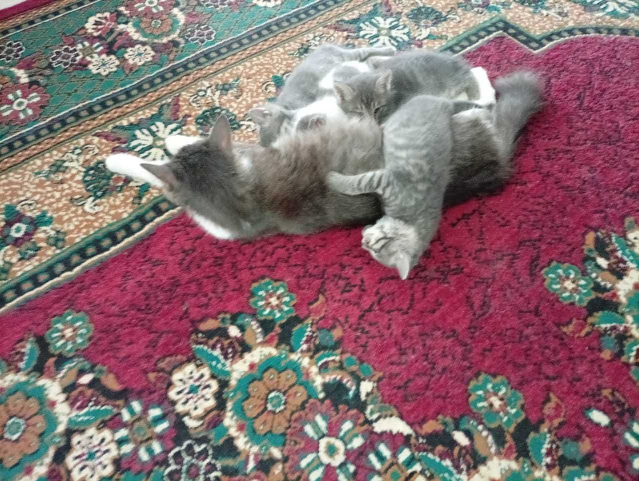 Отдам котят даром