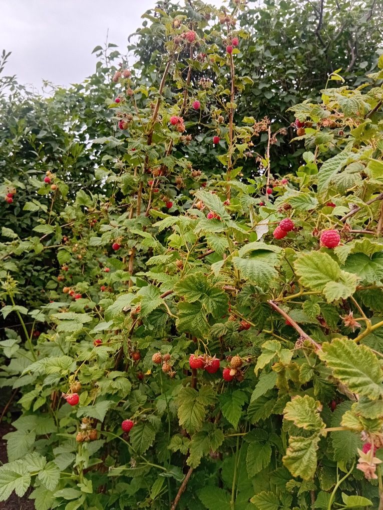 Малина на продажу