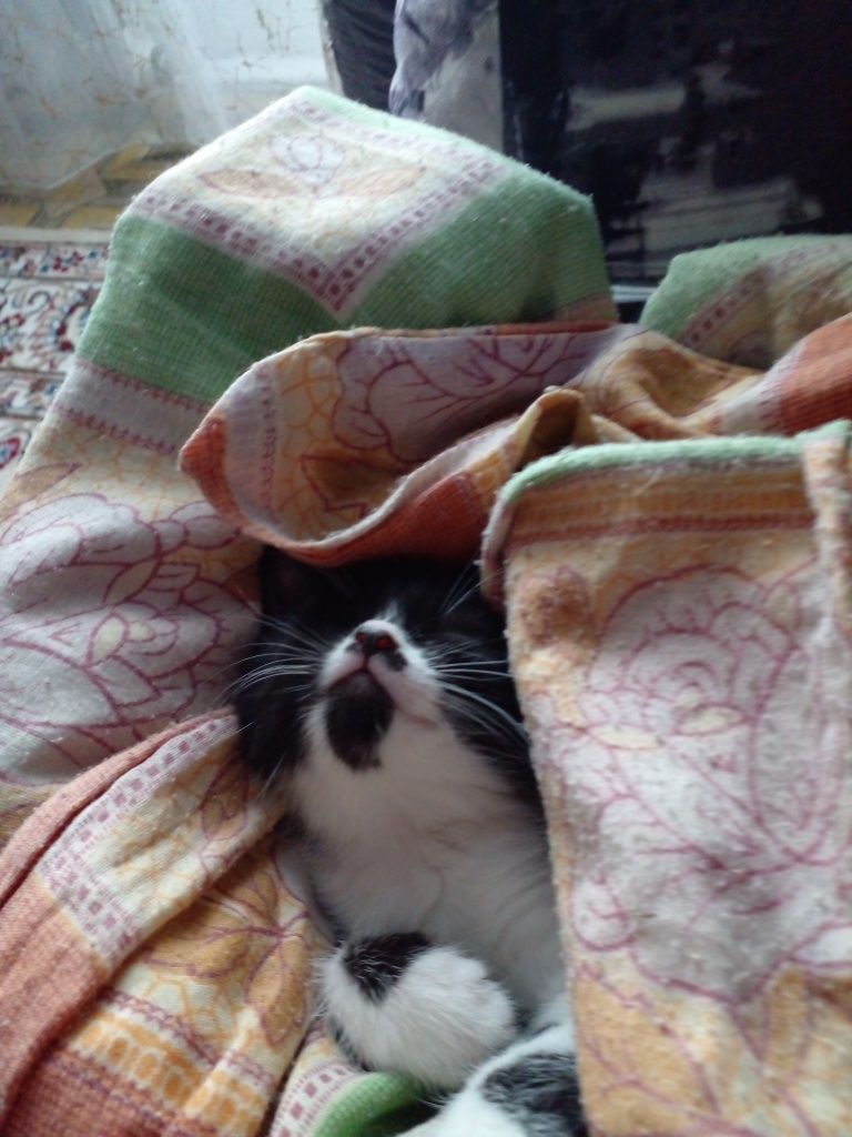 Отдадим котенка,девочка