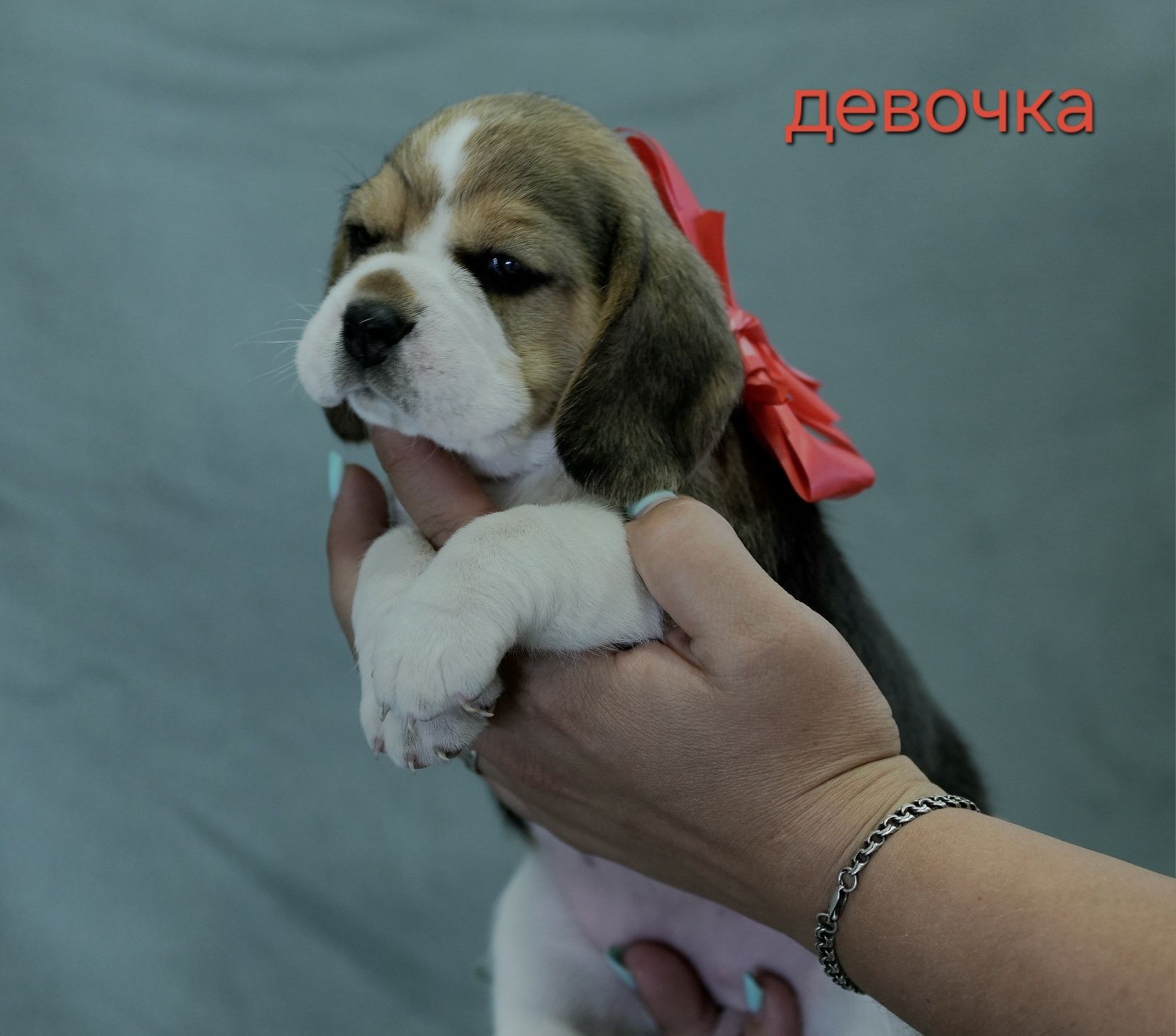 Щенки породы Бигль