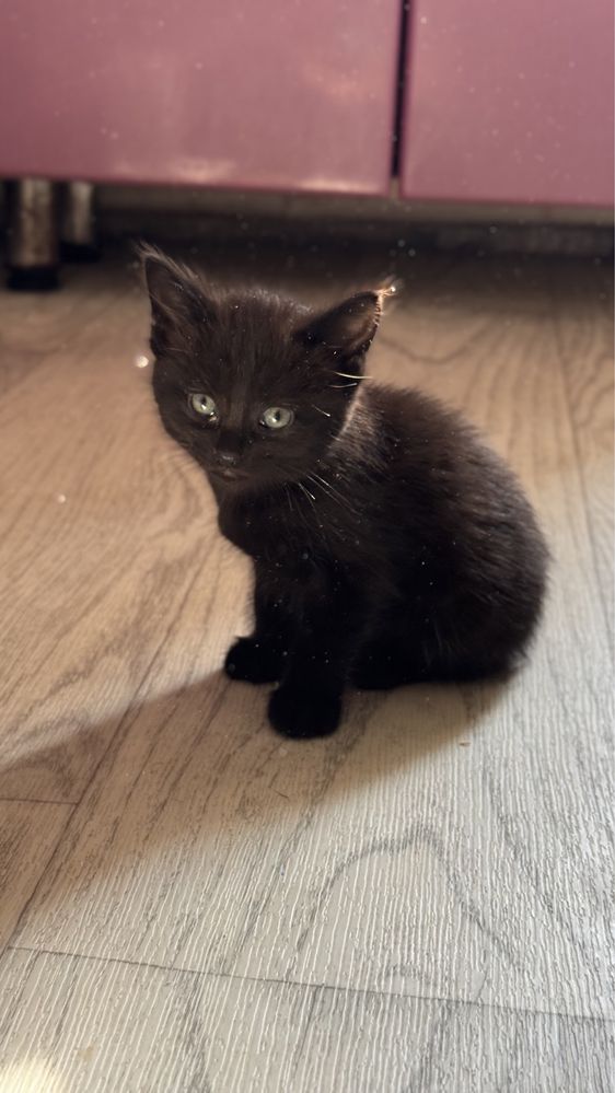 Отдам красивых котят