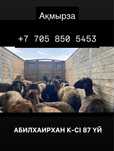 Қой мен ешкі, токты, сек, теке, овцы, кой, козы, бараны сатамыз