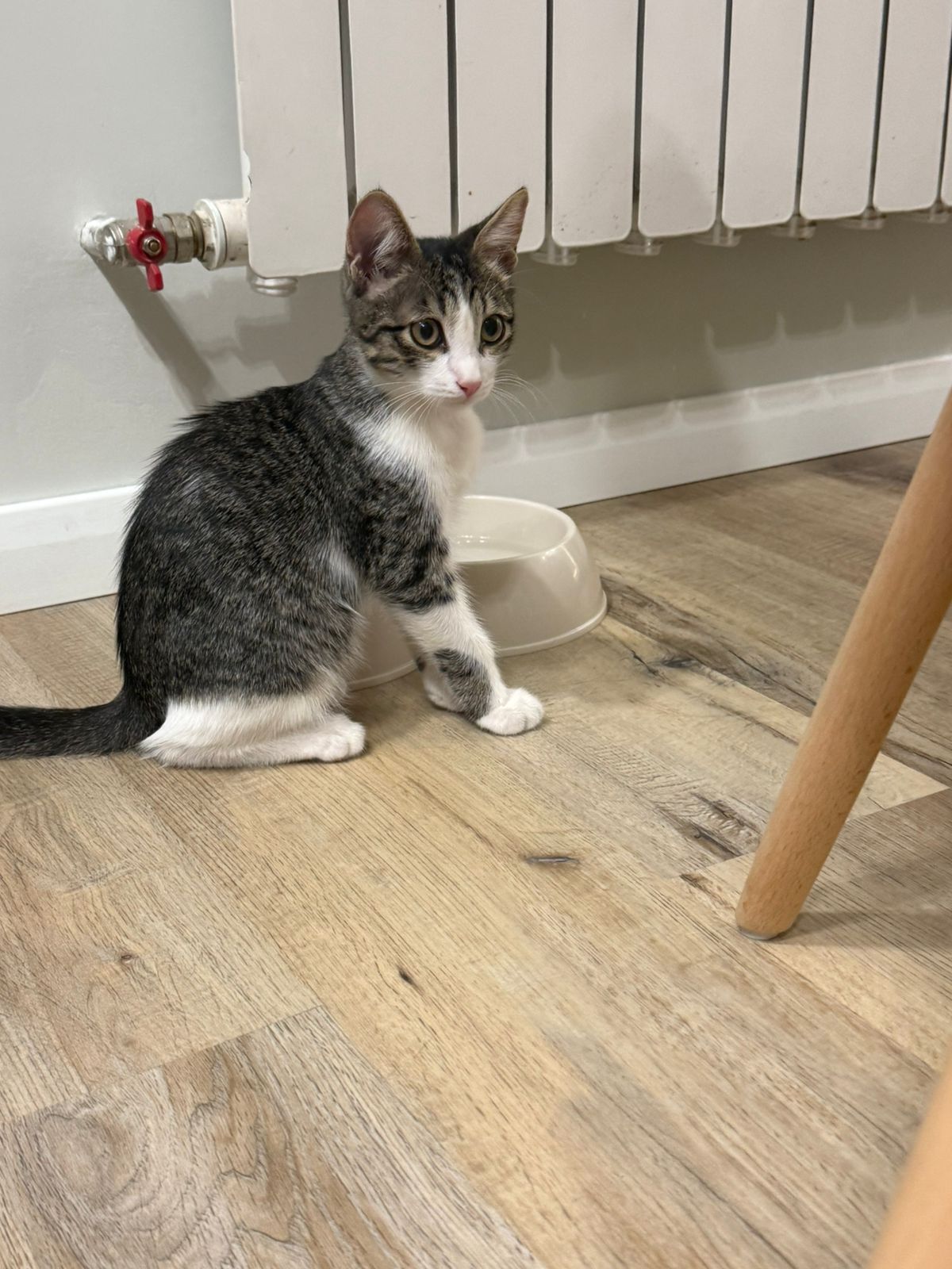 Ищем дом для котенка