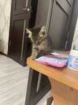 Отдадим котенка красавицу бесплатно
