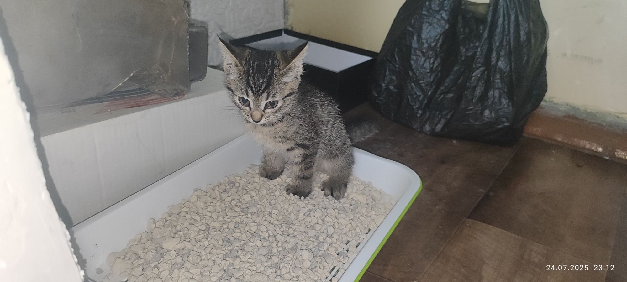 Отдам Котенка!!!