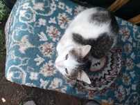 Кастрированная кошечка