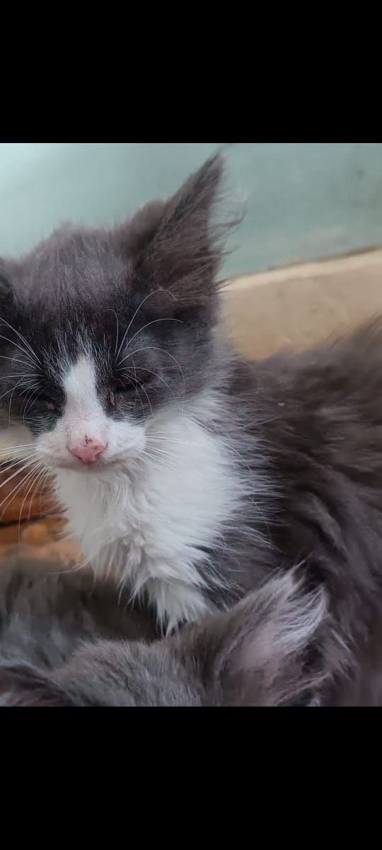 Отдам котят, к лотку приучены.