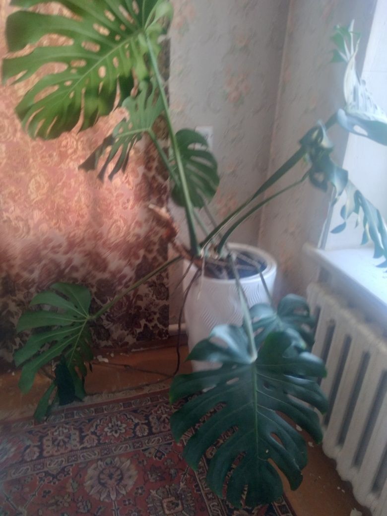 Продаю шикарные большие цветы