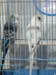 Продам попугаев с клеткой срочно