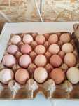 Яйца домашние можно и для инкубаций есть яйца от  чистых брама