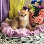 Питомник В Алматы котята Шиншилла
