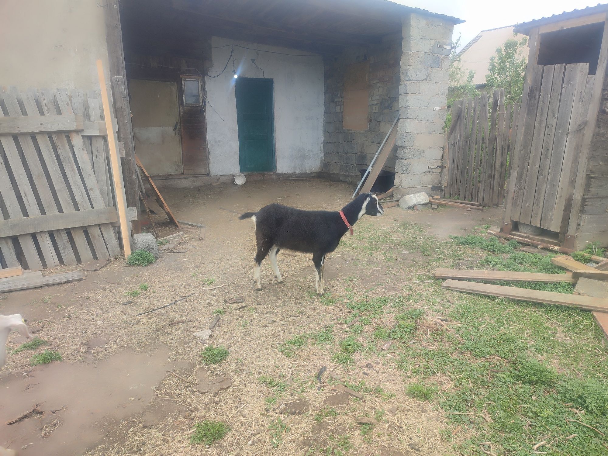 Продам 3 козочек