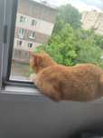 Отдам Кота бесплатнов хорошие руки , домашний, чистый