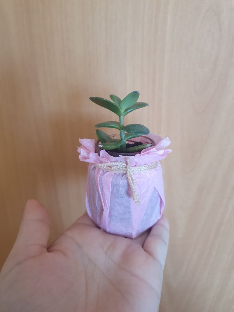 Комнатные цветы Денежное дерево