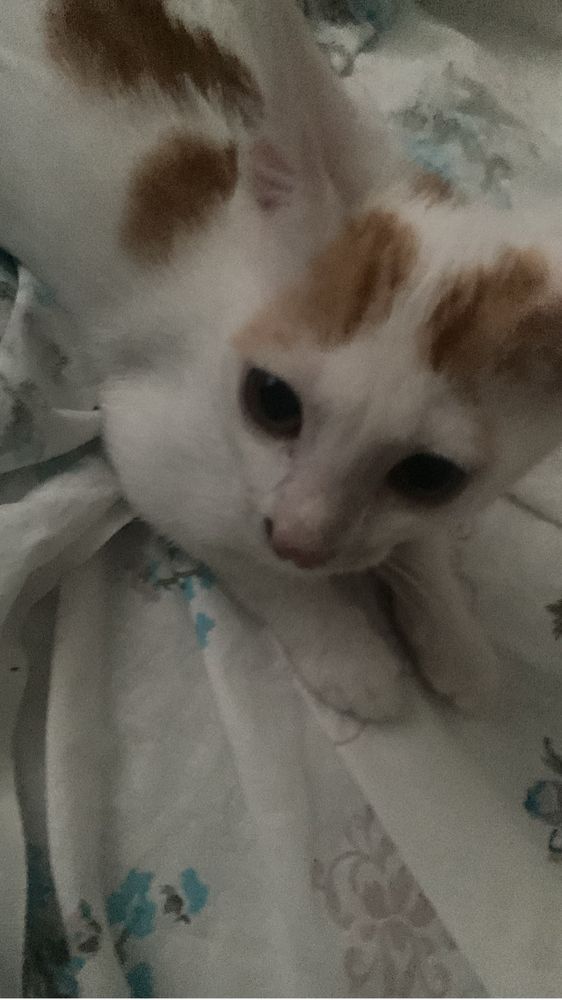 Котёнок в хорошии руки!