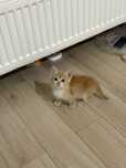 Отдам котят в любящую семью