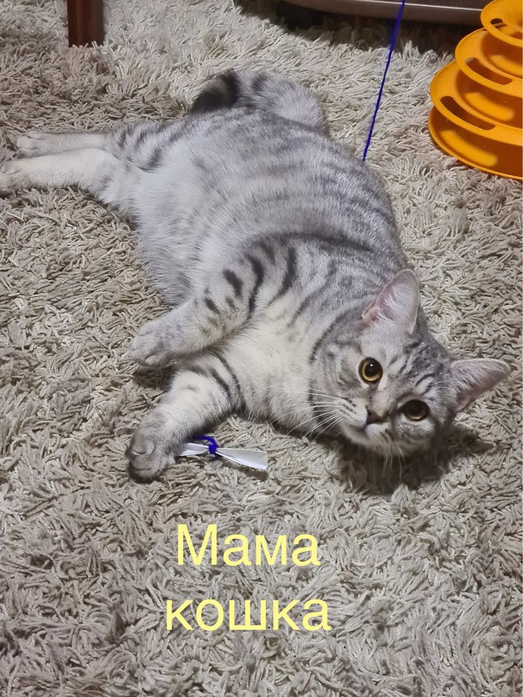 Бронь Шотландских котят