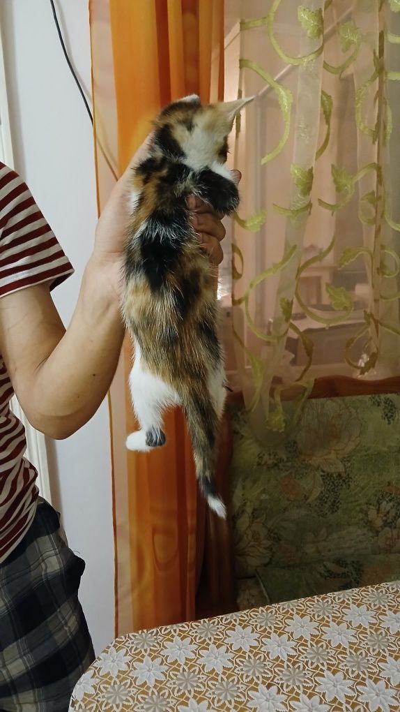 В добрые руки трёхмесячную красивую кошечку.Оплачу стерилизацию.