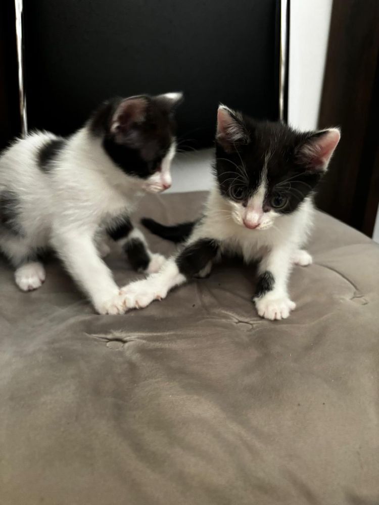Красивые, милые, ухоженные котята
