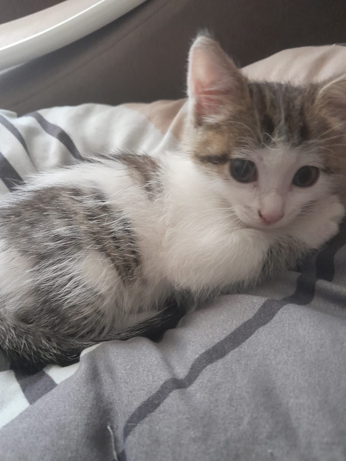 Отдам котёнка, мальчик. Чистенький, игривый