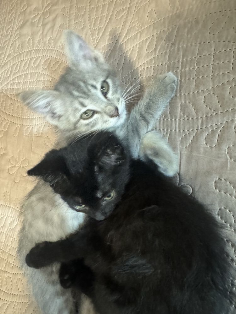 Отдам котиков даром